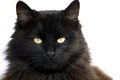 Black cat Royalty Free Stock Photo