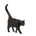 Black cat Royalty Free Stock Photo