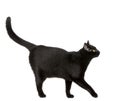 Black cat Royalty Free Stock Photo