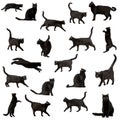 Black cat Royalty Free Stock Photo