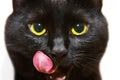Black cat Royalty Free Stock Photo