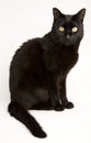 Black cat Royalty Free Stock Photo