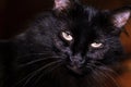 Black Cat with Aggravated Look Royalty Free Stock Photo