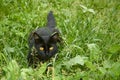 Black cat in ambush outdoors