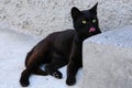 Black Cat in Ambush Royalty Free Stock Photo