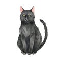 Black cat animal. Watercolor illustration. Hand drawn dark fur domestic funny animal. Black cat cartoon image. Halloween Royalty Free Stock Photo