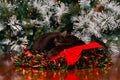 Black cat asleep in Christmas wreath with red ribbon.