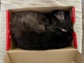 Black Cat asleep in a shoebox