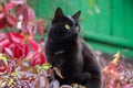 Black cat with attentive look portrait in profile