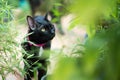 Black cat in autumn close up photo Royalty Free Stock Photo