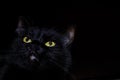 Black cat on black background