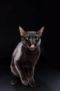 Black cat on a black background. Isolated cat. The cat licks his lips. Portrait of a cat. Royalty Free Stock Photo