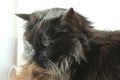 Black tabby cat with long hair Royalty Free Stock Photo