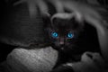Black cat with beautiful blue eyes