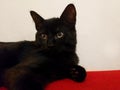 Black cat with beautiful eyes staring on a red sofa with white background Royalty Free Stock Photo