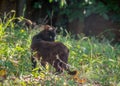 Black cat with beautiful eyes walking in the garden, stray animals, autumn background