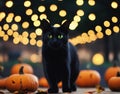 black cat with beautiful green eyes goes against the background of evening bokeh lights and halloween pumpkins