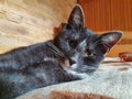 Black cat on the bed