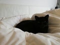 Black cat in bed snoozing sleeping