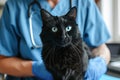 black cat being examined by a veterinarian in vet clinic., focus on cat, pet healthcare concept