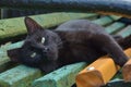 Black cat on the bench Royalty Free Stock Photo