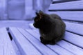 Black cat bench. Tinting the background in the color of 2022 blue-purple Very Peri Royalty Free Stock Photo