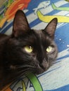 Black cat with big eyes head lying on pillow