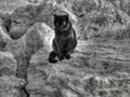 Black cat on big stones in black and white Royalty Free Stock Photo