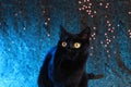 Black cat with big yellow eyes on a blue background Royalty Free Stock Photo
