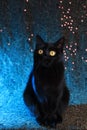 Black cat with big yellow eyes on a blue background Royalty Free Stock Photo