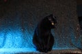 Black cat with big yellow eyes on a blue background Royalty Free Stock Photo