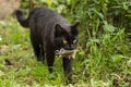 Black cat with a bird caught in the mouth