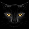 Black cat on a black background