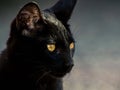 Black cat Royalty Free Stock Photo
