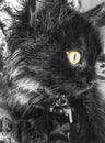 My persian black cat  is not good for posing to camera . But i click some random pictures , this one is just the one i was looking Royalty Free Stock Photo