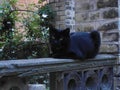 Black Cat Resting On A Fence