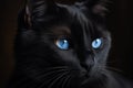 Black Cat Blue Eyes Animal. Generate Ai