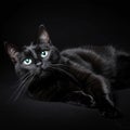 Black cat with blue eyes captured in high detail on solid black background with sony a1 camera Royalty Free Stock Photo