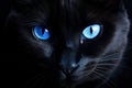 Black cat blue eyes. Generate Ai Royalty Free Stock Photo