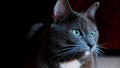 Black cat, blue eyes, pet cat, kitten, Royalty Free Stock Photo