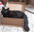 Black cat in a box