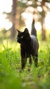 Black cat with bright yellow eyes walking in tall green grass outdoors Royalty Free Stock Photo