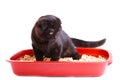 Black cat british shorthair with cat toilet isolated on a white background Royalty Free Stock Photo