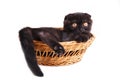 Black cat british shorthair with yellow eyes in basket on white background Royalty Free Stock Photo