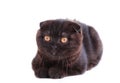 Black cat british shorthair with yellow eyes in basket on white background Royalty Free Stock Photo