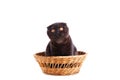 Black cat british shorthair with yellow eyes in basket on white background Royalty Free Stock Photo