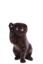 Black cat british shorthair with yellow eyes in basket on white background Royalty Free Stock Photo