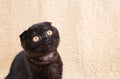 Black cat british shorthair with yellow eyes in basket on white background Royalty Free Stock Photo