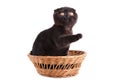 Black cat british shorthair with yellow eyes in basket on a white background Royalty Free Stock Photo