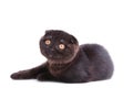 Black cat british shorthair with yellow eyes on white background Royalty Free Stock Photo